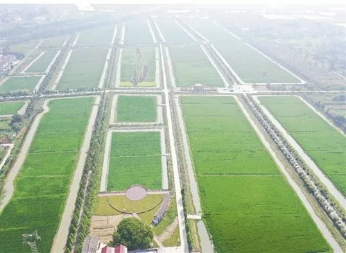 從單一種植到現代農業 中國農業產業聯合體的崛起與技術革新